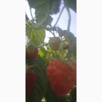 Продам саджанці малини сорту еріка