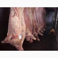 Продам продукцию из говядины от производителя с 20 тонн. Кроме Европи