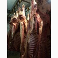 Фото 3. Продам продукцию из говядины от производителя с 20 тонн. Кроме Европи
