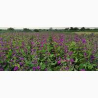 Продам насіння мальви лісової (Malva sylvestris L)