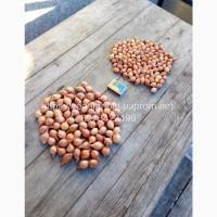 Продажа Лука севок Штутгарт, 1-1, 5 см (Украина), Черкасская область