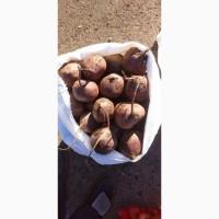 Продам буряк сорт Пабло