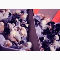 Добові курчата домінант чеський попелясті чорні