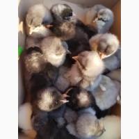 Добові курчата домінант чеський попелясті чорні