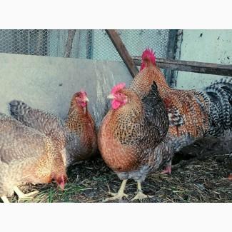 Продається яйце інкубаційне, курчата. Чистопородний Білефельдер (криль)