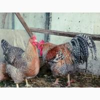 Продається яйце інкубаційне, курчата. Чистопородний Білефельдер (криль)