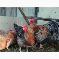 Продається яйце інкубаційне, курчата. Чистопородний Білефельдер (криль)