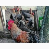 Продається яйце інкубаційне, курчата. Чистопородний Білефельдер (криль)