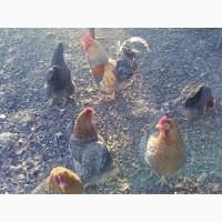 Продається яйце інкубаційне, курчата. Чистопородний Білефельдер (криль)