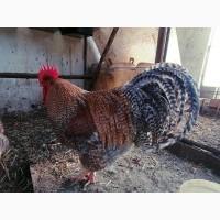 Продається яйце інкубаційне, курчата. Чистопородний Білефельдер (криль)