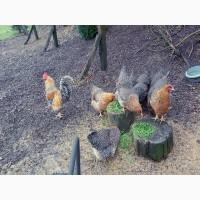 Продається яйце інкубаційне, курчата. Чистопородний Білефельдер (криль)