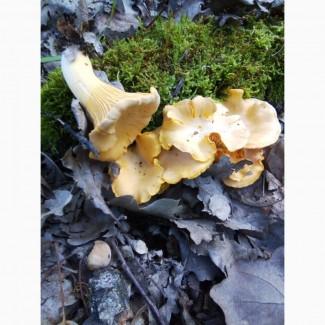 Продам гриба лисичка