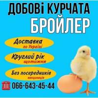 Бройлер ДОГБОВИЙ