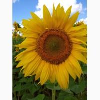 Продам олію оптом нерафінована