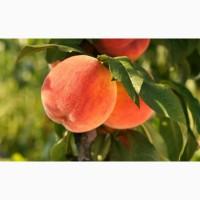 Приймаємо передзамовлення на саджанці плодових дерев і не тільки (на весну 2024)