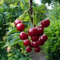 Куплю вишню на заморозку