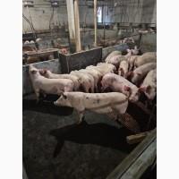 Продаж власних поросят, свиней, живець, свинокомплекс