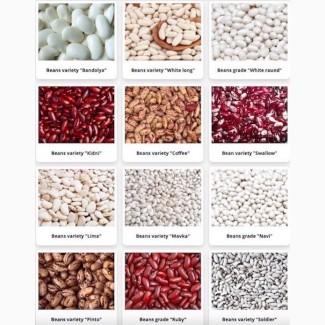 Сортова квасоля оптом. Доставка по Україні