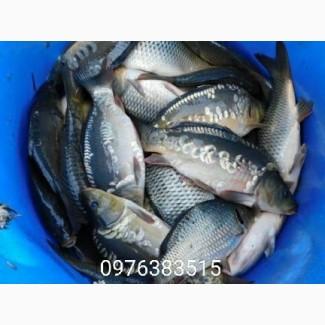 Продам короп, товстолоб, карась, щука, судак, білий амур. Доставка риби спецавтомобілем