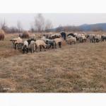 Продам ягнята, вівці, барани