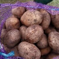 Продам картоплю
