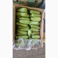 Продам кабачок