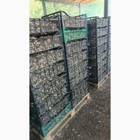 Продам часник/ насіння сорту ІРЕН