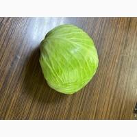 Продам капусту сортів Тореадор, Саксесор