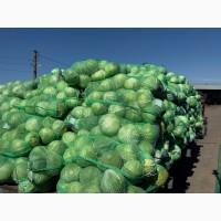 Продам капусту сортів Тореадор, Саксесор