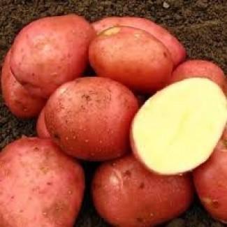 Насіннєва картопля Ред Леді Волинська область купити, роздріб від 10 кг
