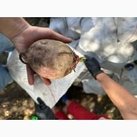 Продам товарный буряк