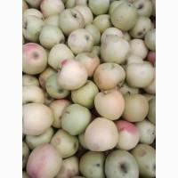 Продам Голден( підбор після дощу)