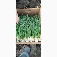 Продам, лук перо