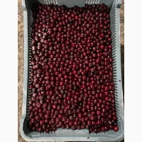 Продам вишню шокової заморозки