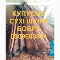 Купуємо сухі шкіри бобра не солені куницю і інше