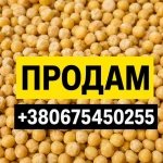 Продам горох жовтий