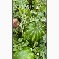 Продам качун Барака, Карістан оптом