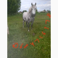 Продам робочу кобилу