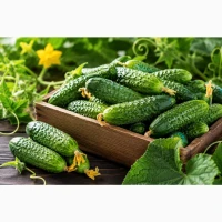Продам свіжі огірки корнішони 7–9 см - 45 грн/кг