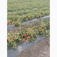 Продам помідор