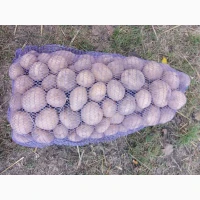 Продам товарну картоплю, сорт Пікассо, Есмі, Арізона, Гранада