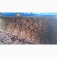 Продам товарну картоплю, сорт Пікассо, Есмі, Арізона, Гранада