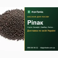 Продам насіння ріпаку - Бенефіт, Ламбер, Легіон