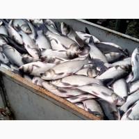 Продам зарыбок толстолоба, щука, амур, коропа двухлетка