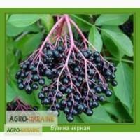 Закуповуємо бузину