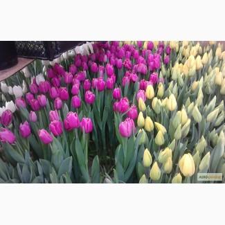 Срез тюльпанов к 8 марта