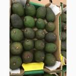 Продаем авокадо из Испании