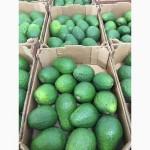 Продаем авокадо из Испании