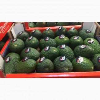 Продаем авокадо из Испании