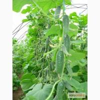 Продам семена Огурец Кибрия (Rijk Zwaan Голландия)
